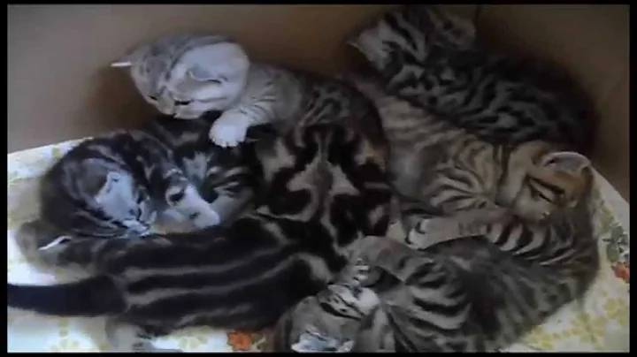 Video 4101491: british shorthair silver tabby, kittens cute sweet, cute kittens playing