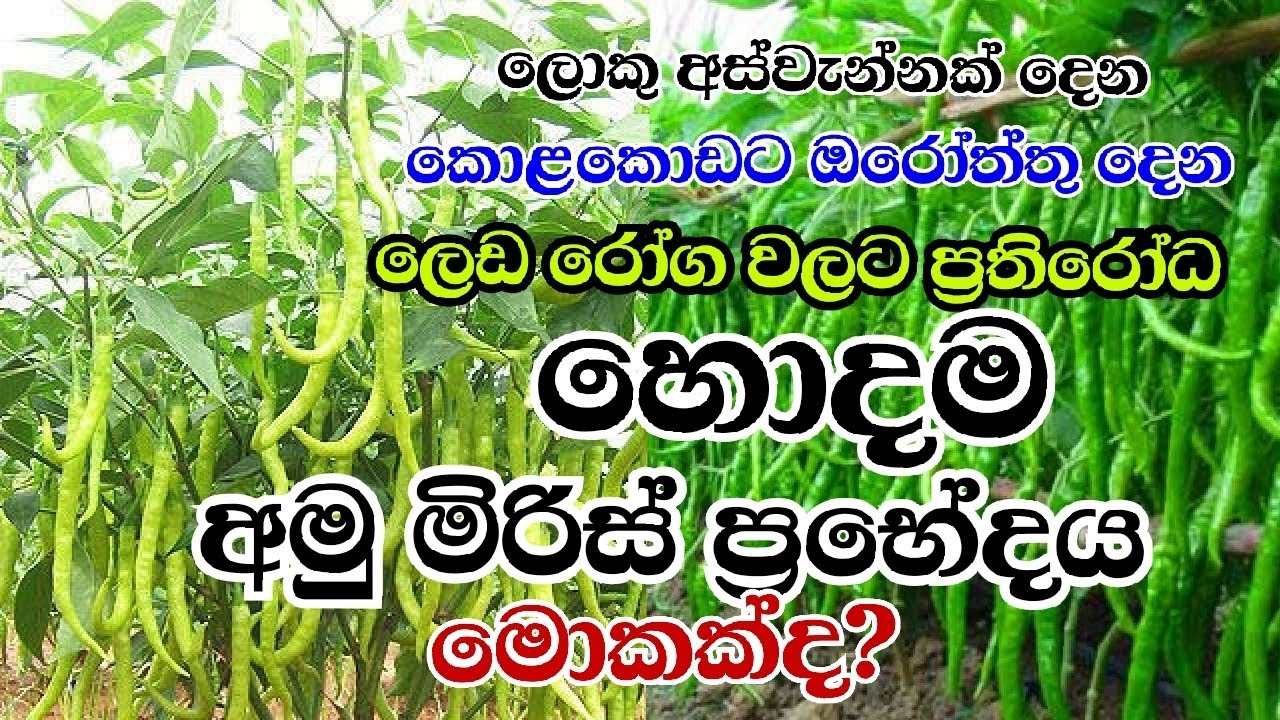 අක්කර භාගයෙන් කෝටියක ආදායමක් ගමු සිටු වීමට හොදම අමු මිරිස් ප්‍රභේද ගැන ඔබ දැනුවත්ද Start with a loan