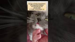 #юмор #прикол #кот #животные