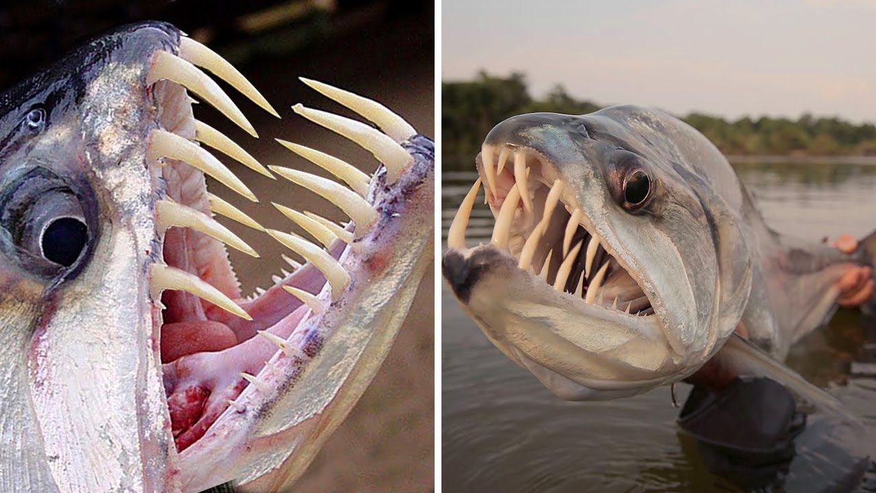 10 Deadliest River Monsters Of The Amazon Youtube