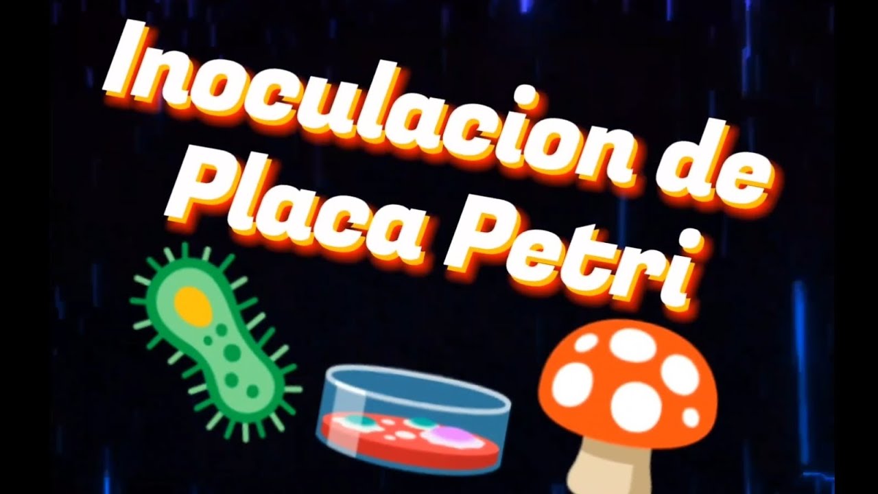Como inocular placa petri desde micelio de forma casera y facil!! 🦠🧫🍄 ...