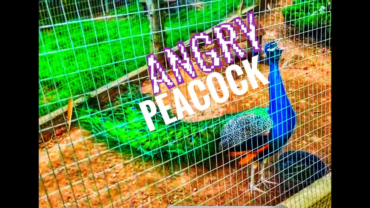 Wickham Park | Angry Peacock 🦚 at Wickham Park | Manchester, CT