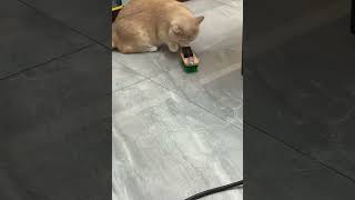 Cutie baby cat #catshorts #cat #munchkin #貓咪日常 #pets #kitten