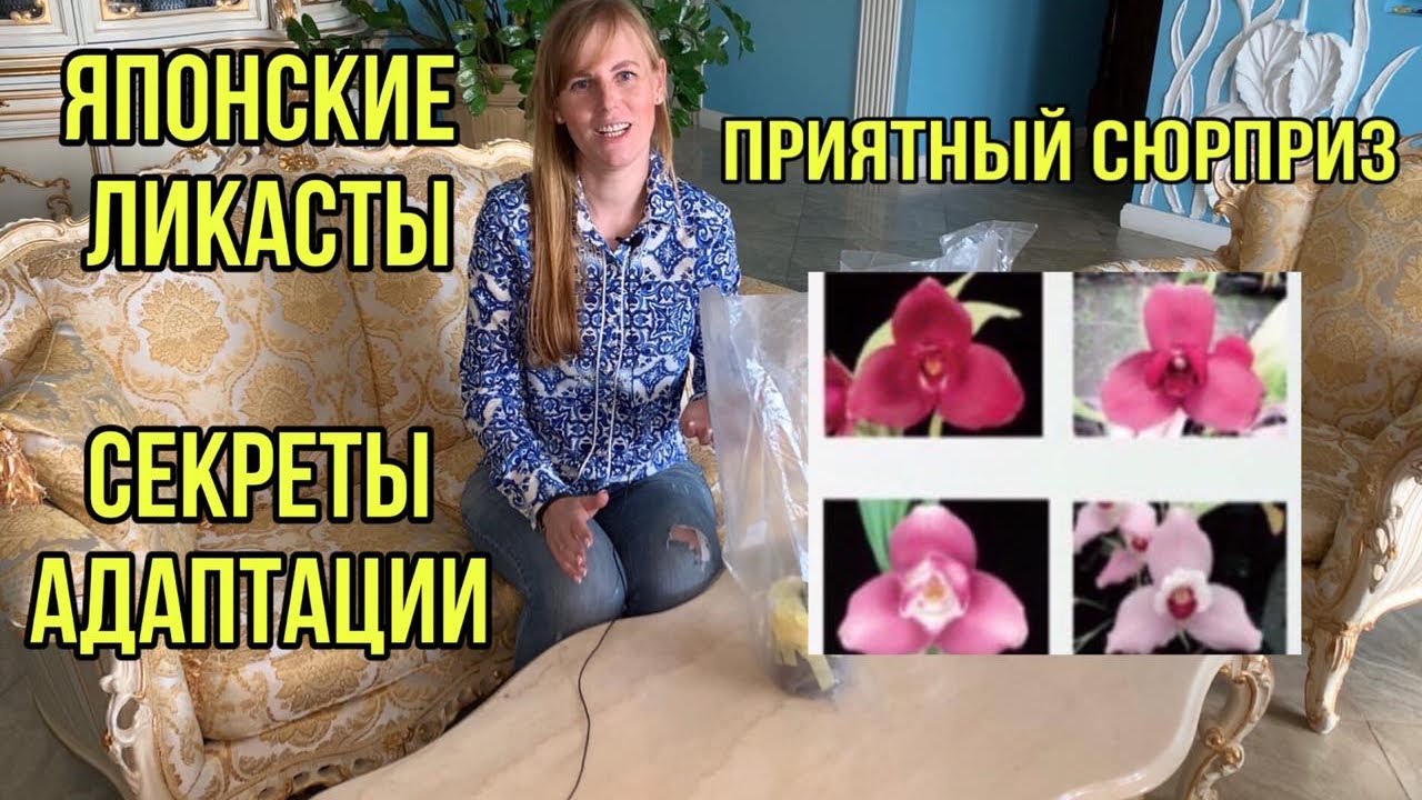 Орхидеи Японские ликасты. Секреты адаптации