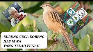 CUCA KORENG YANG BARU KEMAREN BUNYI UDAH BUNYI NGERIWIK AKTIF