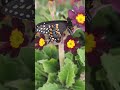 Blacktail Swallowtail Butterfly on primrose flowers #nature