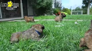 Cuddly Soft Coated Wheaten Terrier Puppies