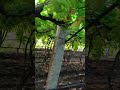 Maike Ke Grapes Farm me Fun  #farm #farmer #maharashtra #sangli