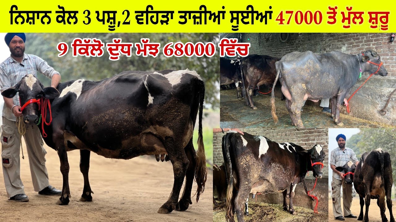 ਨਿਸ਼ਾਨ ਰਸੂਲਪੁਰ ਕੋਲ 2 ਵਹਿੜਾ ਇਕ ਮੱਝ ਜਾਇਜ਼ ਛੋਟੇ ਛੋਟੇ ਮੁੱਲ/ ਪਿੰਡ ਰਸੂਲਪੁਰ/ ਤਰਨਤਾਰਨ 