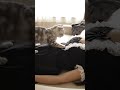 My Cats Think I'm Dough?! 🐾