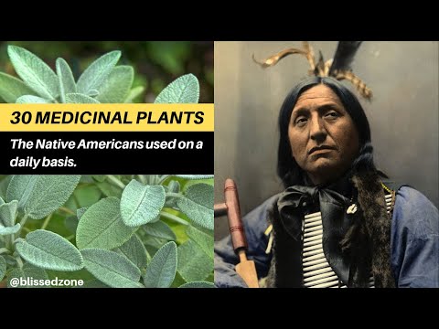 30 medicinal plants the Native Americans used on a daily