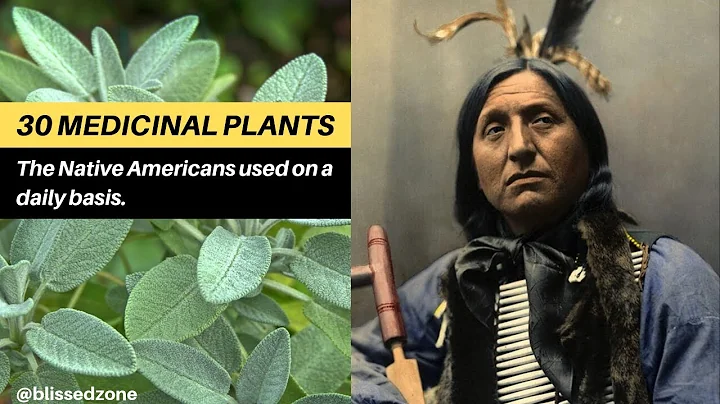 30 Medicinal Plants The Native Americans Used On a Daily Basis | Blissed Zone - DayDayNews