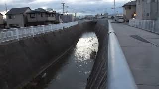 20111223カモとカモメ