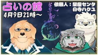 【占いの館】お話したいマヌルネコと香港から飛来したケモV、占ってみました【ケモノVtuber/星戌セン/栞屋センタ/日寺ハクユ/ #占い #タロット #占星術】