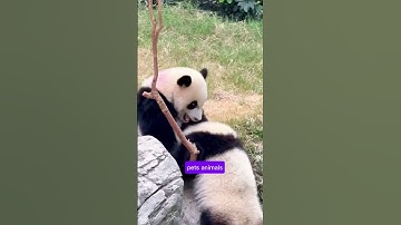 🐼🤣 Try Not To Laugh | Cute Animal Shorts There Are Baby Pandas #shorts #anime