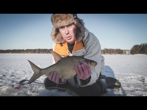 13 лещей за 45 минут. Бешеный клёв вечером!