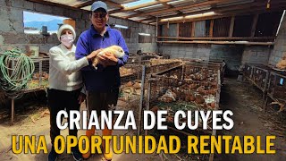 CRIANZA DE CUYES - UNA OPORTUNIDAD RENTABLE screenshot 3
