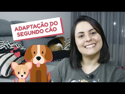 Vídeo: Cão se entrega depois de se esgueirar no recipiente de alimento