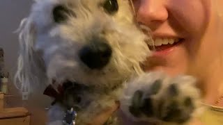 My dog is tapping on your face asmr