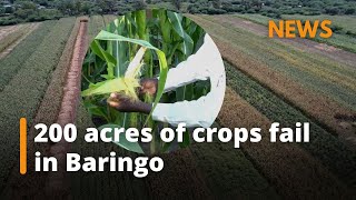 Baringo farmers counting losses as 200 acres of crops fail