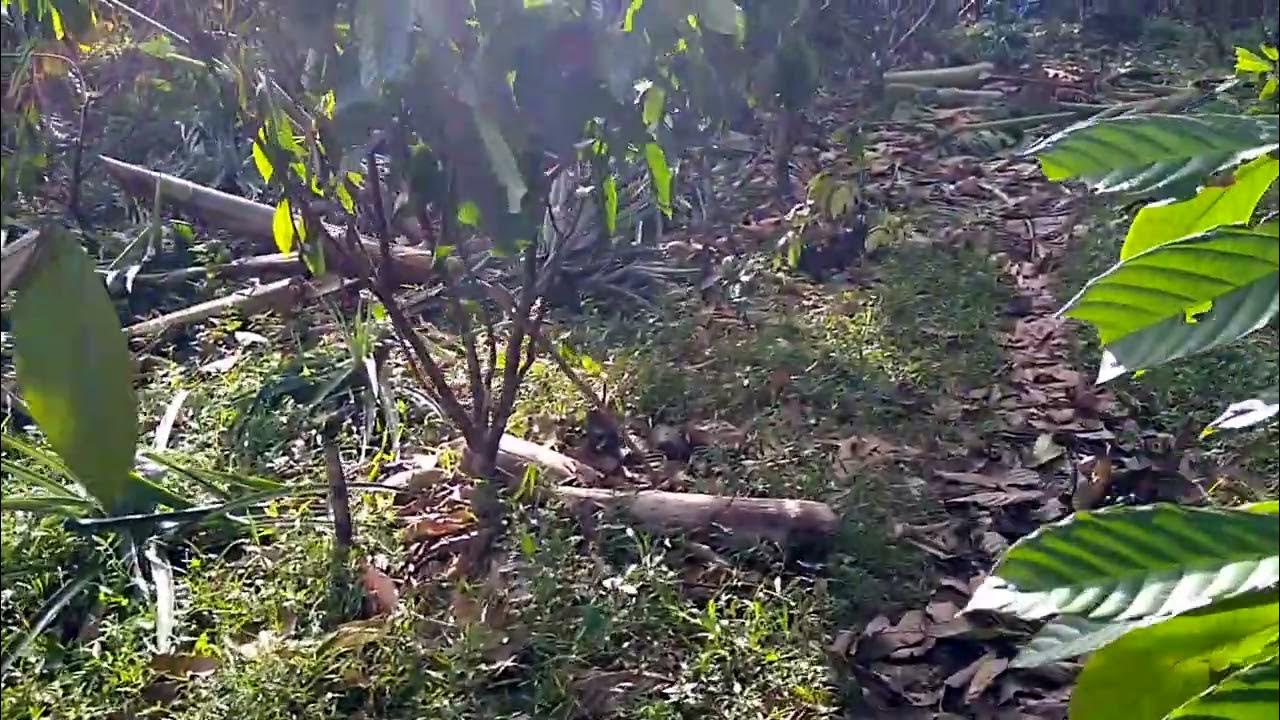 Cocoa Farm Rehabilitation after Typhoon Ursula (Philippines) YouTube