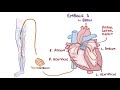 Deep vein thrombosis   causes, symptoms, diagnosis, treatment, pathology