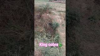 #india #king 🐍🐍#cobra #snake in #forest  #news #very #dangerous #wiper #indian #reptiles #god #shiv