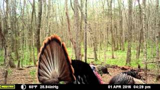 Gobbling Wild Turkeys | Moultrie Trail Cam Video [HD] W\/ Audio