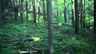 Possible bigfoot tree structures