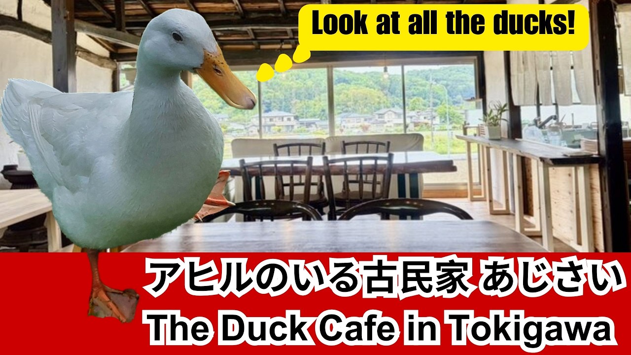 🦆☕ A Café Where Ducks Roam | アヒルがいる喫茶店 - YouTube