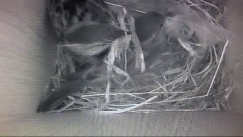 Sparrow Nest building / 2nd Egg Layed [1st May 2016]