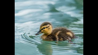 Mama Duck Calls For Her Missing Babies