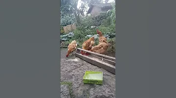 UBWOROZI BW INKOKO TRAILER Kumafaranga 100 000 Watangira Ubworozi Bw Inkoko Bwunguka HANGA AKAZI 