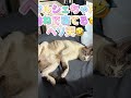#うちの大事な家族#野良猫#育児放棄三兄弟#虐待猫🐱みんな元気#頑張ってる、🔥🔥今流行り急上昇曲