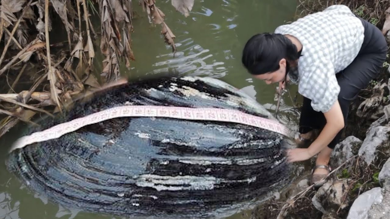 This 300 year old pearl clam is unique in its ability to produce precious and unique pearls