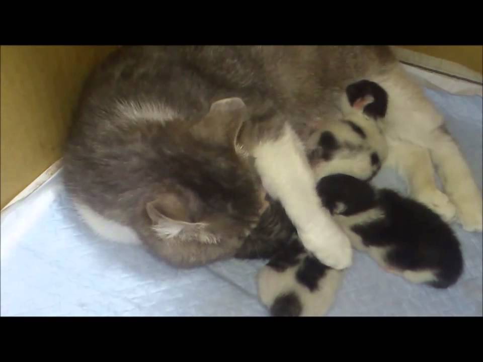 母猫にお尻を舐められて嫌がる子猫 Youtube