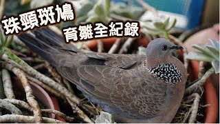 珠頸斑鳩育雛全紀錄(縮時攝影)