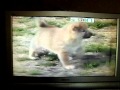 おうま