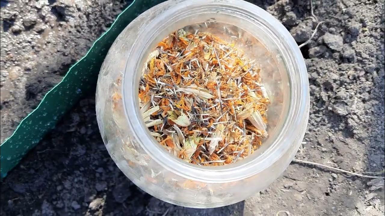 Можно ли посадить бархатцы в зиму. Посев бархатцев на рассаду. бархатцы посев в открытый грунт семенами весной. посадка бархатцев в открытый грунт. бархатцы когда сажать на рассаду.