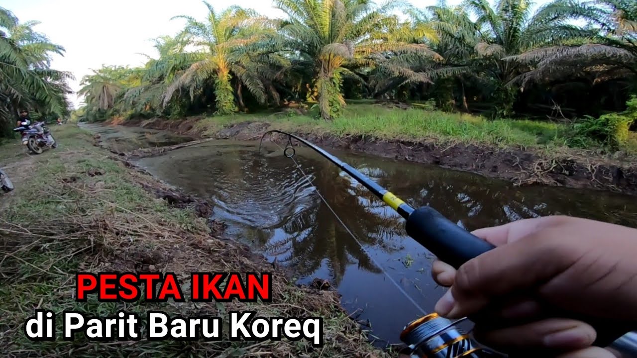 PESTA IKAN di Parit Baru Koreq_Casting Ikan Haruan or Ikan Gabus