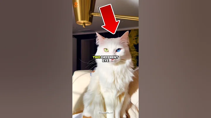 Watch the video about This Cat’s a Dream 😻✨