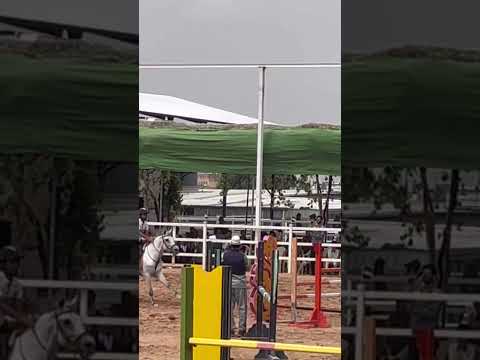 محتوى رائج   خيول عربية اصيلة حصان