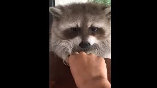 Raccon Chewing On His Mum's Hair Band And Refuse To Give It Back