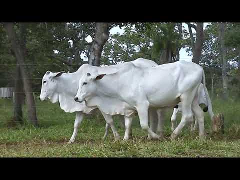 LOTE 45   ALGO 1019    RJJJ 170