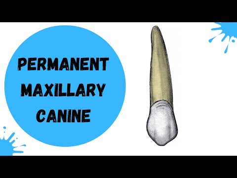Permanent Maxillary Canine | Dental Anatomy made easy