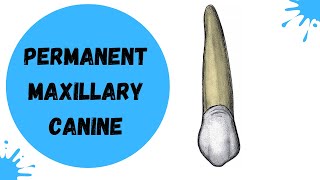 Permanent Maxillary Canine | Dental Anatomy made easy