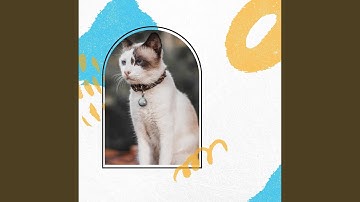 Opulent Ambience for Mysterious Kittens