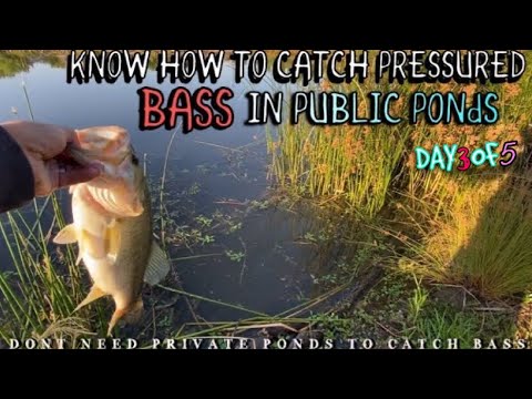 Bass fishing in Sacramentos most pressured public ponds…(Revealing GREaTNESS in a angler) Bass fishing in Sacramentos most pressured public ponds…(Revealing GREaTNESS in a angler)