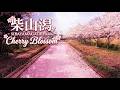 柴山潟 お花見 石川県加賀市 片山津温泉 SIBAYAMAGATA PARK Cherry Blossom