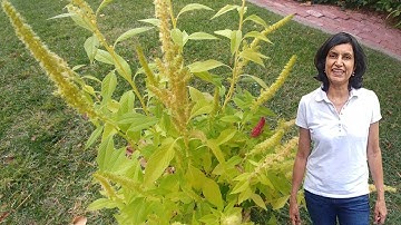 Saving Amaranth Seeds
